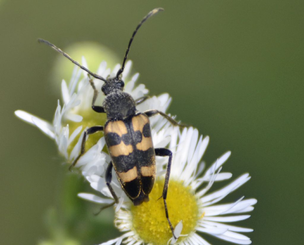 Pachytodes cerambyciformis, Cerambycidae